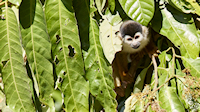 Squirrel monkey 'peek a boo' - Térraba-Sierpe mangrove forest park (near Drakes Bay, Osa Peninsula)